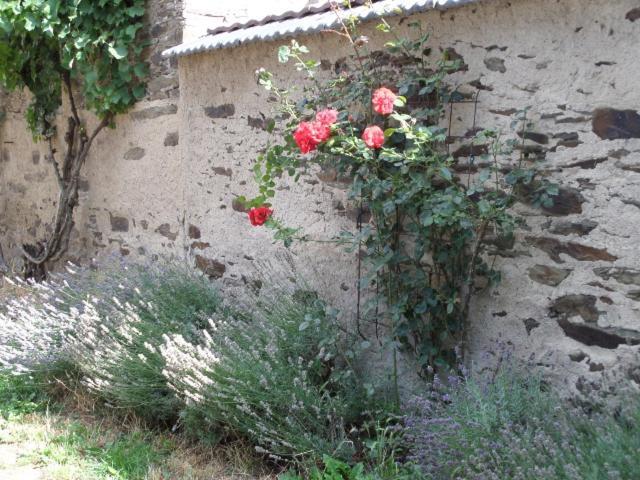 Appartamento Bauernstube Scheidterhof Kobern-Gondorf Esterno foto